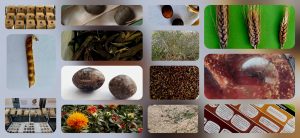 Collage de imágenes con semillas, sobres, y plantas de los cultivos disponibles para esta temporada de otroño