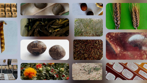 Semillas tradicionales temporada otoño 2025