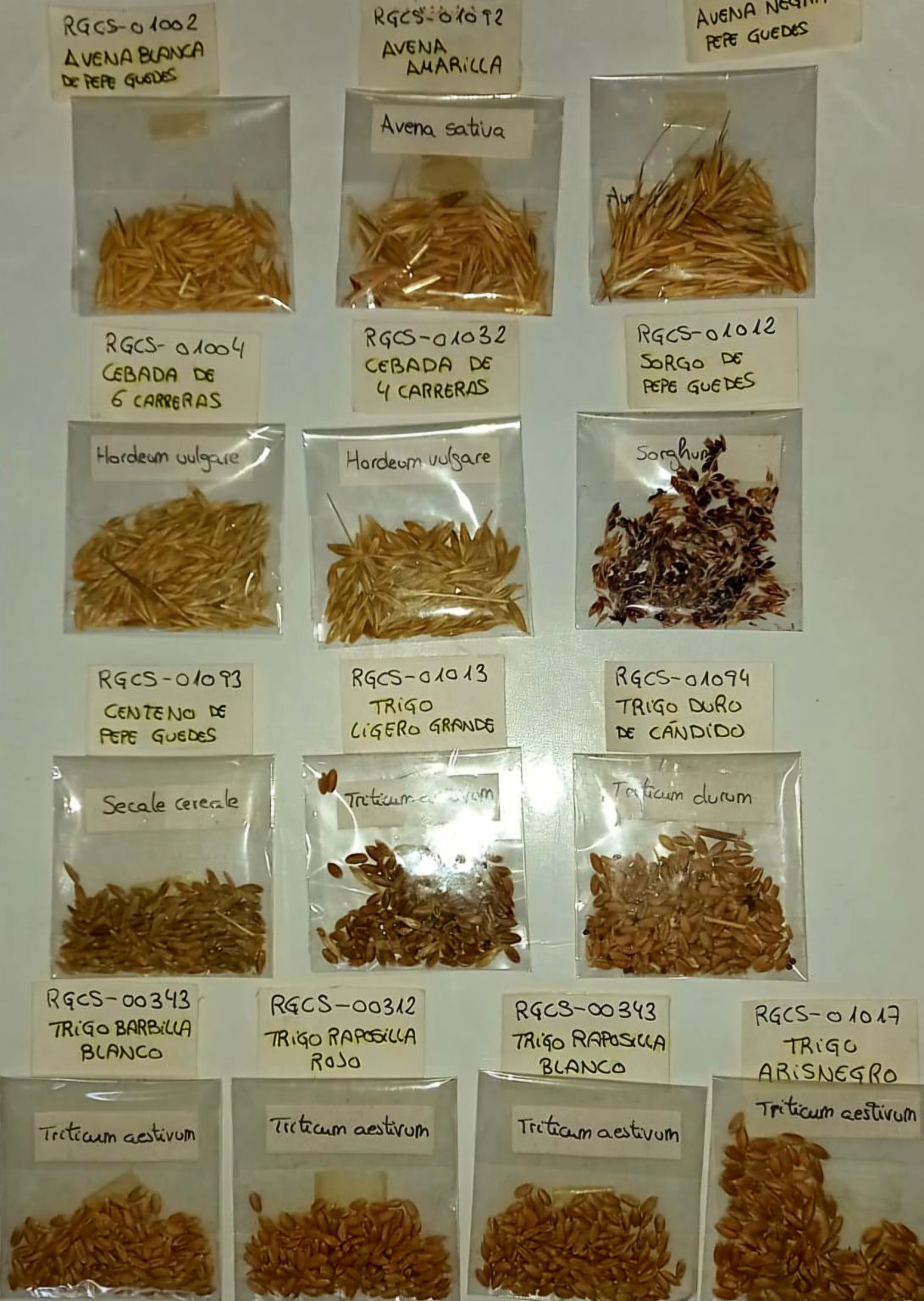 Muestras de semillas de cereales y similares