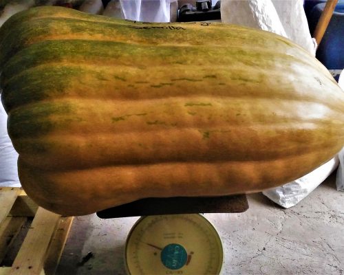 Calabazas cultivos terrenos tenoya 2019 (2) Calabazas cultivos terrenos tenoya 2019 (2)