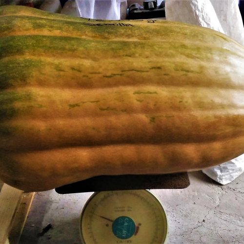 Calabazas cultivos terrenos tenoya 2019 (2) Calabazas cultivos terrenos tenoya 2019 (2)
