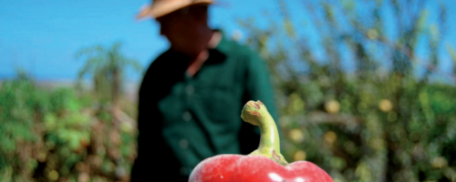 Cómo conservar semillas de varieades locales - ecodivulga marzo