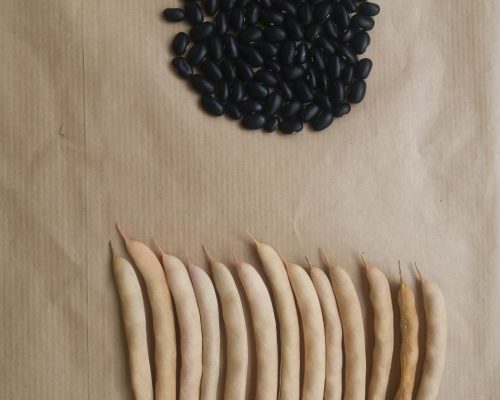 Vaina y semilla 1(1)